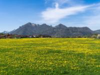 Löwenzahnwiese bei Staudach-Egerndach